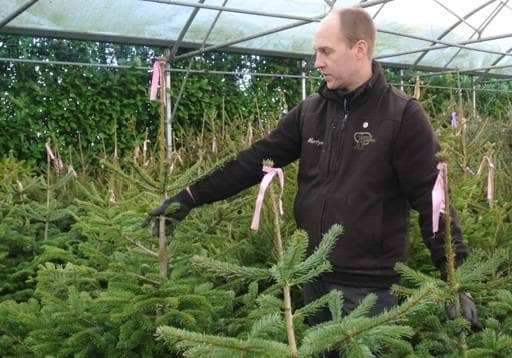 Choosing a Christmas tree Martyn